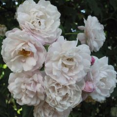 Rosa Blush Noisette - Climbing Rose