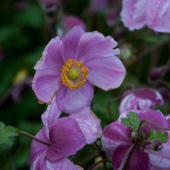 Anemone hybrida Rosenschale