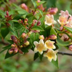 Abelia x grandiflora Sunny Charm  MINDUO1
