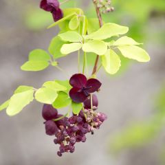 Akebia quinata - Chocolate Vine