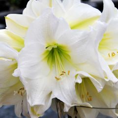 Hippeastrum  Christmas Gift