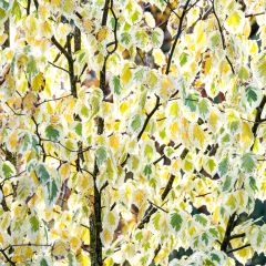 Davidia involucrata Lady Sunshine - Dove Tree