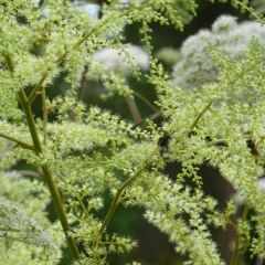 Astilbe rivularis Grandiflora - Waterside astilbe