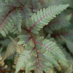 Athyrium niponicum var. pictum Red Beauty - Painted Fern