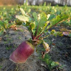 Fodder Beet or Mangelwurzel Red Mammoth