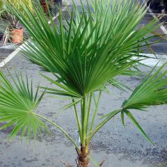 Brahea edulis - Guadalupe Palm