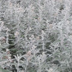 Buddleja Silver Anniversary - Butterfly Bush