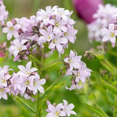 Campanula lactiflora Loddon Anna