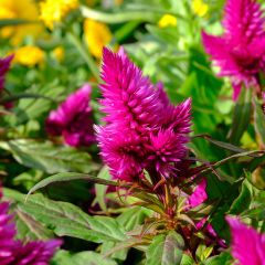 Celosia Kelos Fire Purple  - Silver cock's comb
