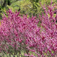 Cercis chinensis Avondale - Chinese Redbud