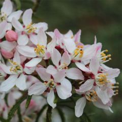 Choisya ternata Apple Blossom - Mexican Orange Blossom