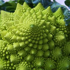 Romanesco Broccoli