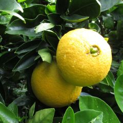 Citrus sinensis 'Washington Navel'