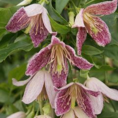 Clematis x cirrhosa Advent Bells