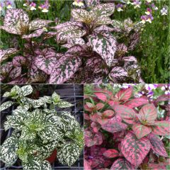 Collection of three Hippoestes Hippo plants - Polka Dot Plant