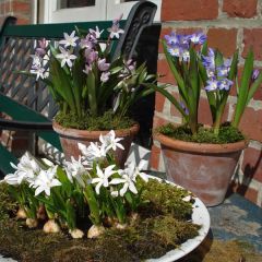 Chionodoxa Collection