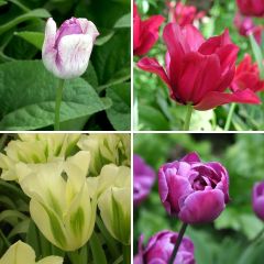 Bucolic Tulip Collection