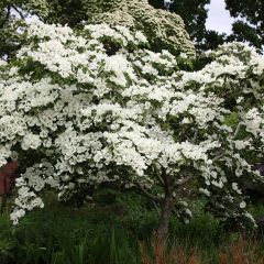 Cornus Venus - Flowering Dogwood