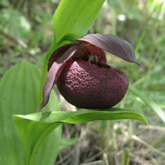 Cypripedium smithii