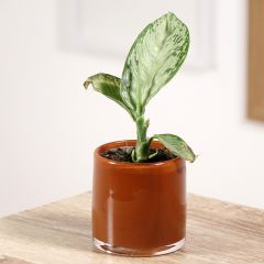 Dieffenbachia seguine Tropic Snow - Dumb canes