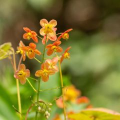 Epimedium x warleyense - Barrenwort