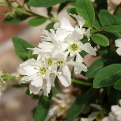 Exochorda macrantha  The Bride