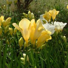 Freesia Single Yellow