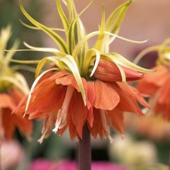 Fritillaria imperialis Aureomarginata