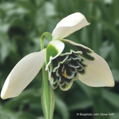Galanthus nivalis f. pleniflorus Dionysus