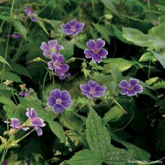 Geranium nodosum Clos du Coudray