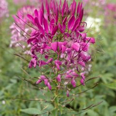 Cleome spinosa Violet Queen Seeds - Spider Plant