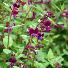 Cuphea lanceolata Purple Passion seeds 