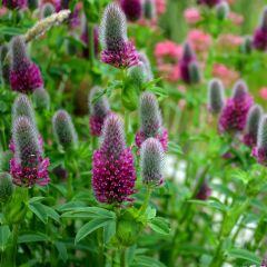 Trifolium rubens Seeds - Ruddy clover