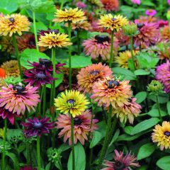 Rudbeckia hirta Caramel mixed