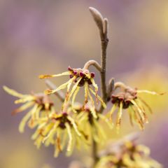 Hamamelis intermedia Arnold Promise - Witch Hazel