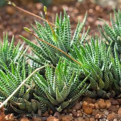 Haworthia fasciata 'Big Band' - Plante zèbre Big Band