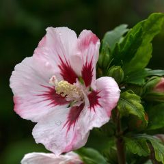 Hibiscus syriacus Hamabo - Rose of Sharon
