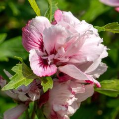 Hibiscus syriacus Lady Stanley - Rose of Sharon