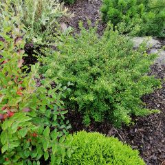 Crenate Holly - Ilex crenata Convexa