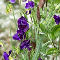 Lathyrus odoratus Blue Velvet - Sweet Pea Seeds