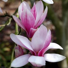 Magnolia x soulangeana