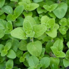 Origanum vulgare - Oregano
