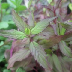 Mentha rotundifolia Ananas