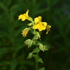 Mimulus luteus - Yellow Monkey Flower