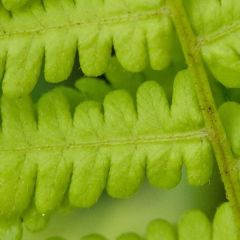 Osmunda cinnamonea - Cinnamon Fern