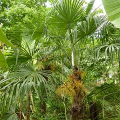 Trachycarpus fortunei - Chinese Windmill Palm