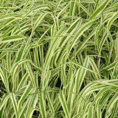 Phalaris arundinacea Picta
