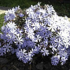 Phlox bifida 'Minima Colvin'