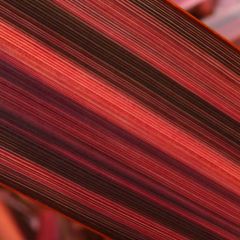 Phormium  tenax Margaret Jones