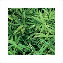 Pleioblastus viridistriatus Vagans - Dwarf Bamboo